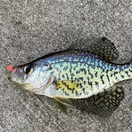 White crappie caught on Fishbrain