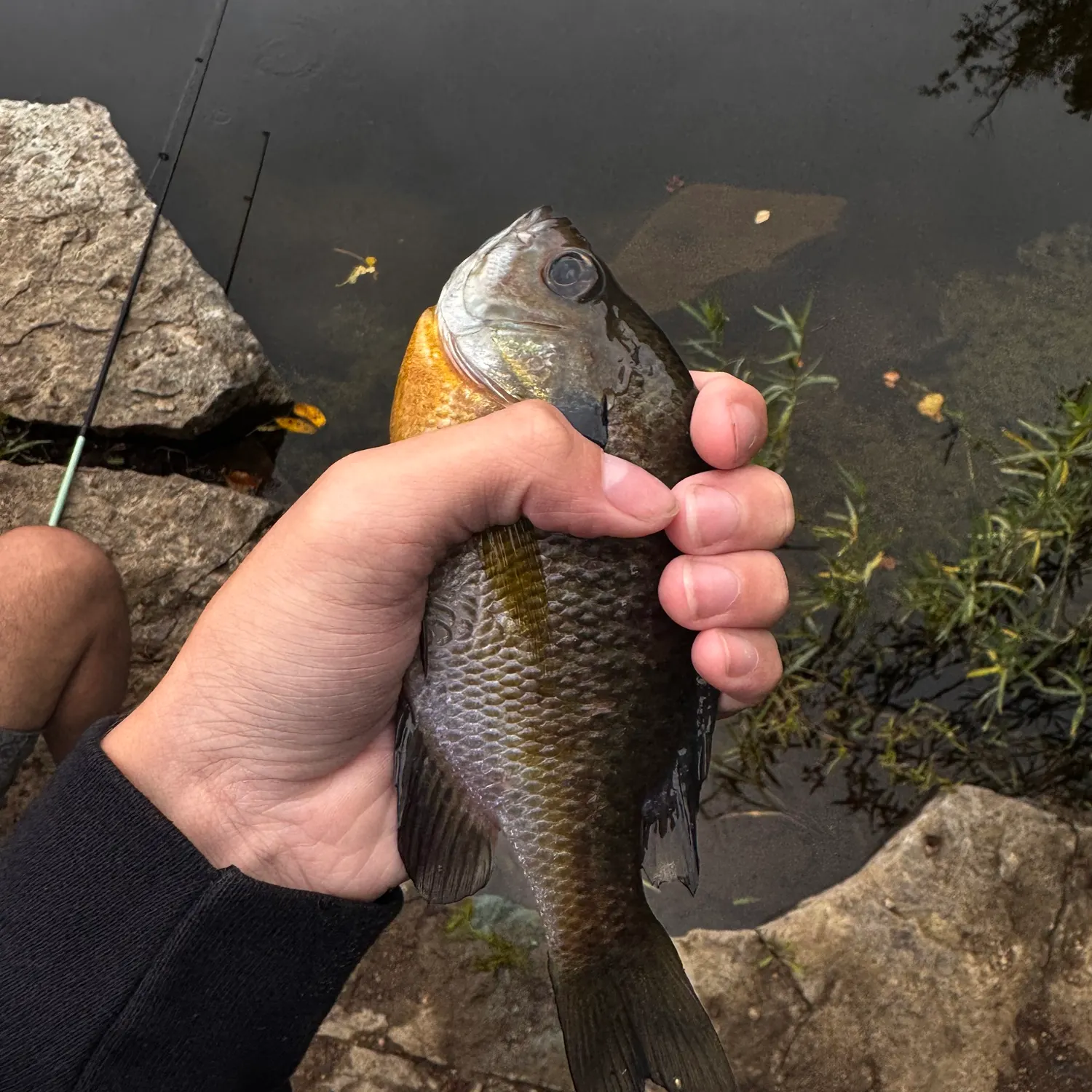 Bluegill caught on Fishbrain