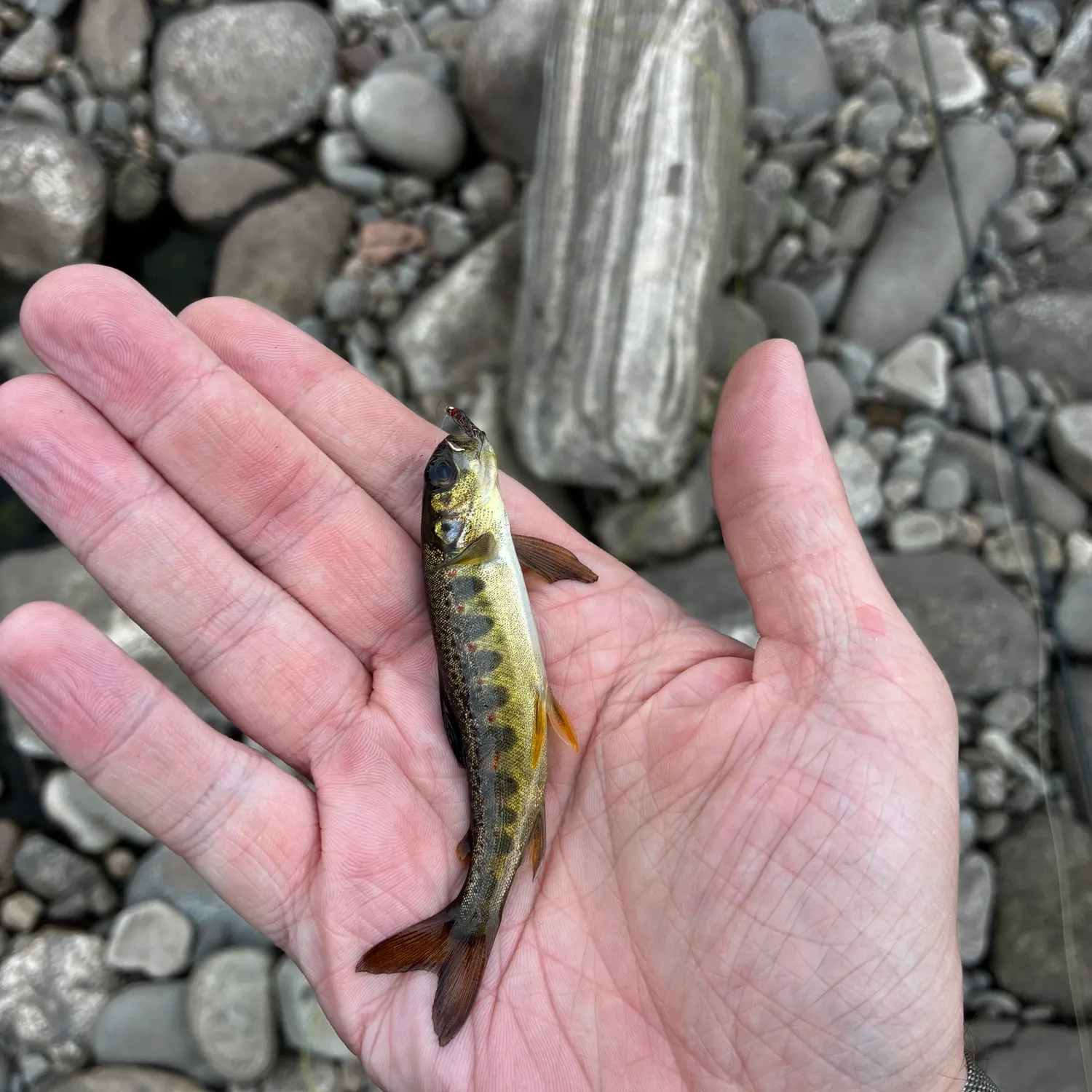 The most recent Brown trout catches on Fishbrain