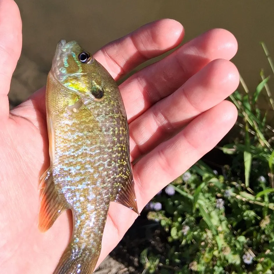 Redbreast sunfish caught on Fishbrain