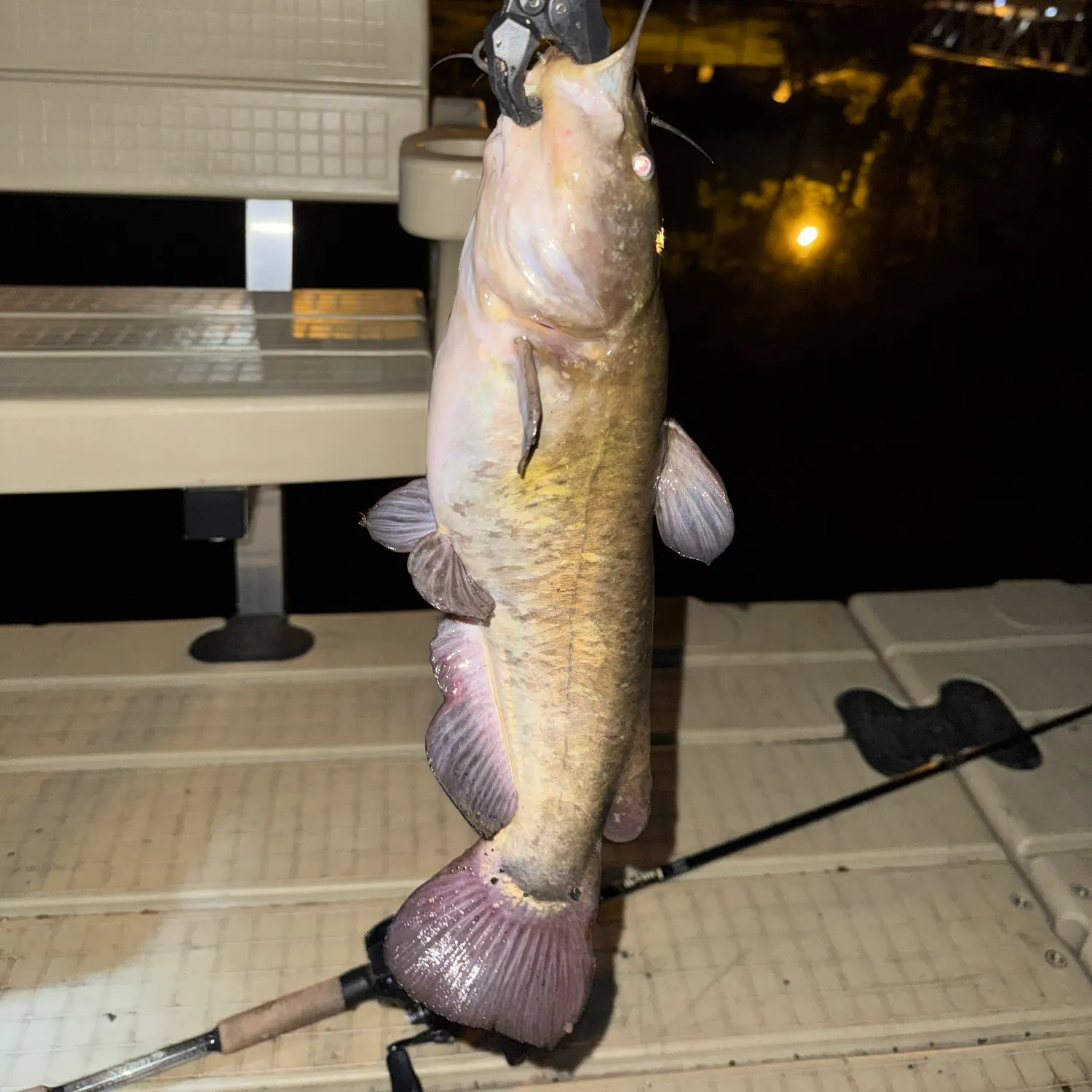 Brown bullhead caught on Fishbrain