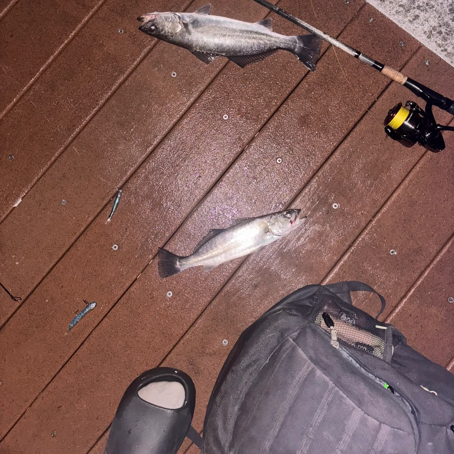 The most recent Stolzmann's weakfish catches on Fishbrain