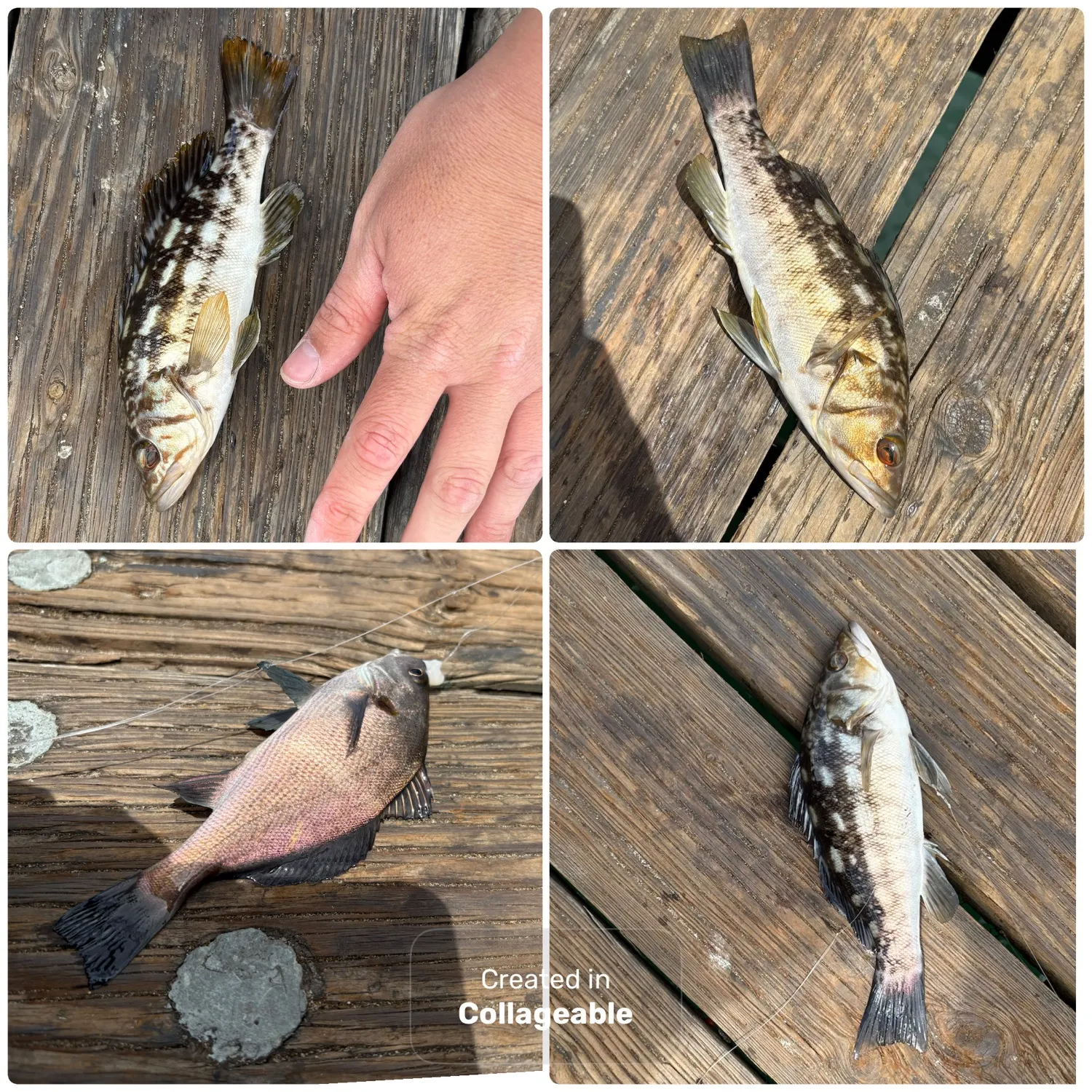 recently logged catches