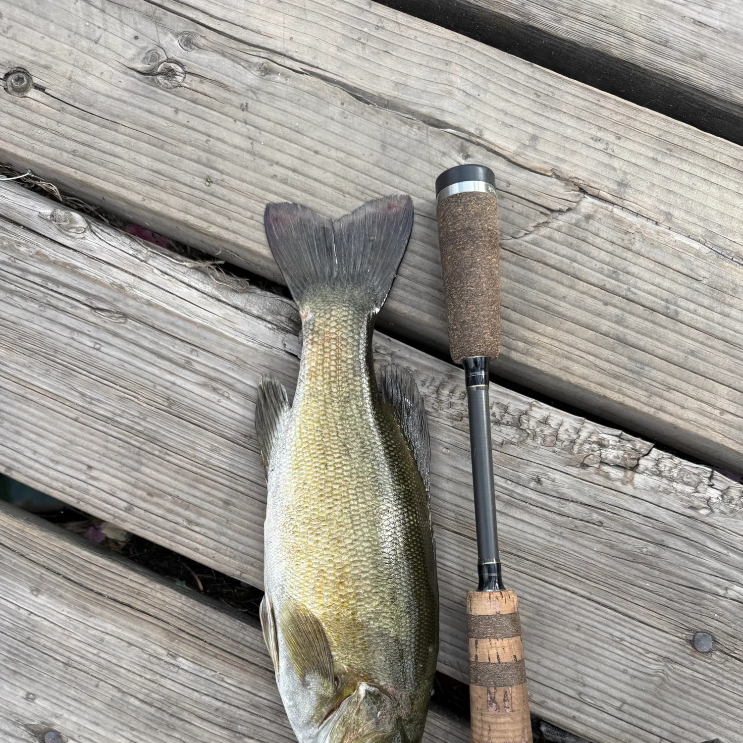 Smallmouth bass caught on Fishbrain