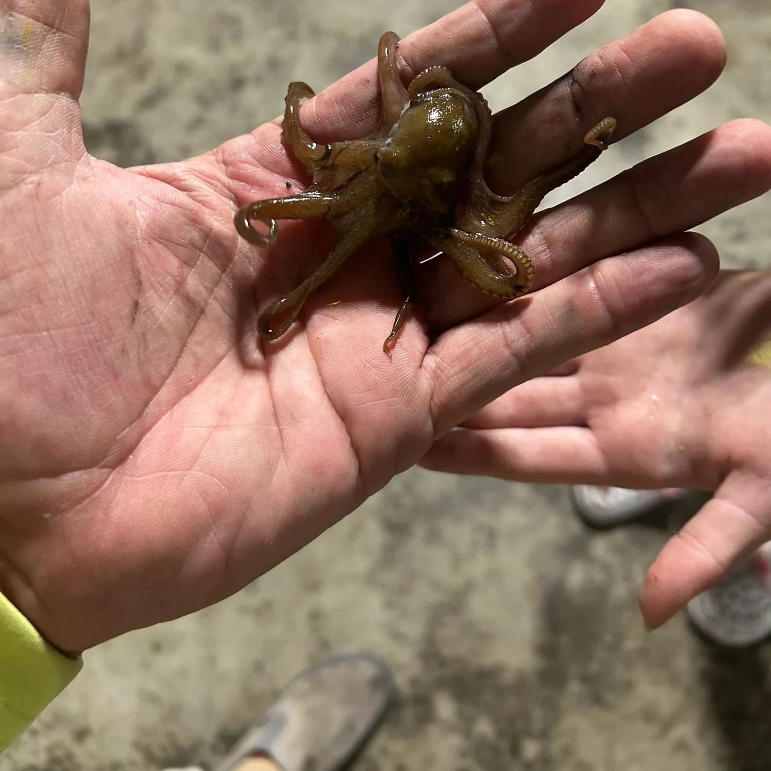 The most recent Common octopus catches on Fishbrain