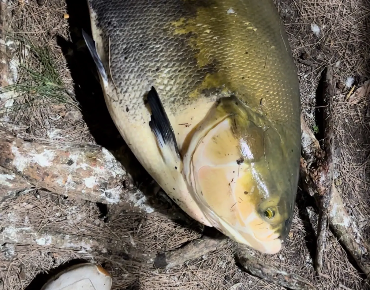 Black pacu