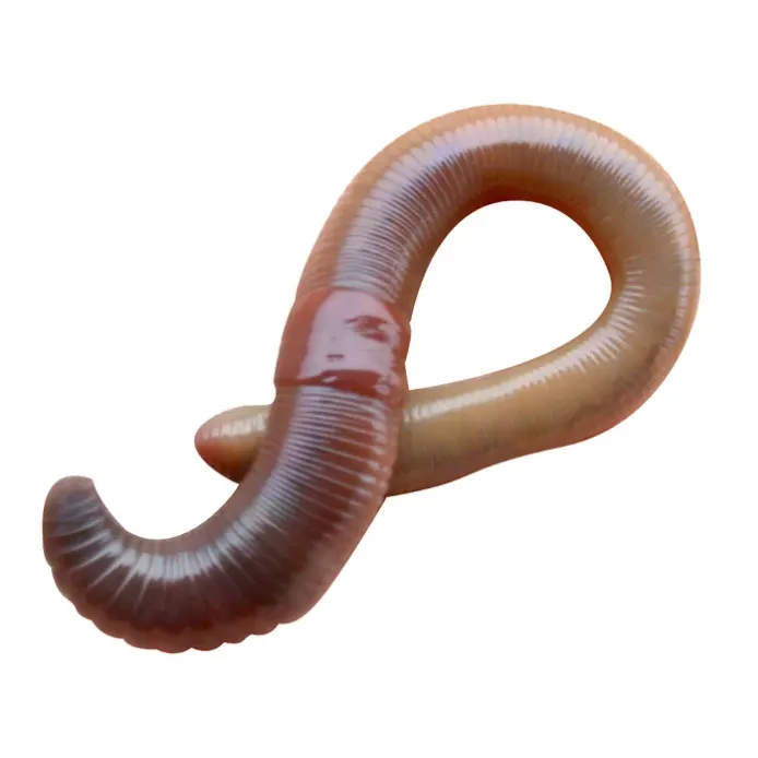 Canadian Nightcrawler