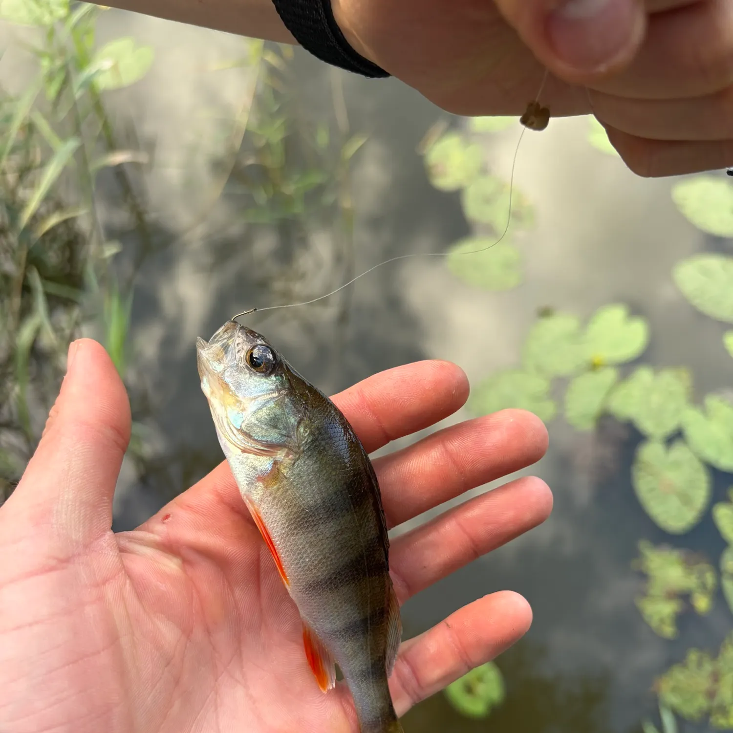 European perch caught on Fishbrain