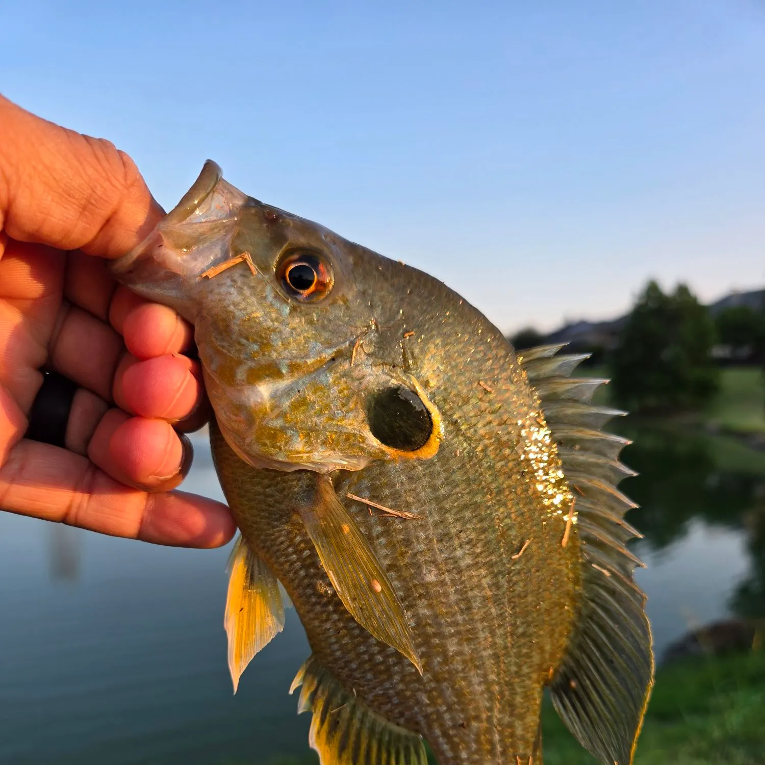 Greengill hybrid caught on Fishbrain