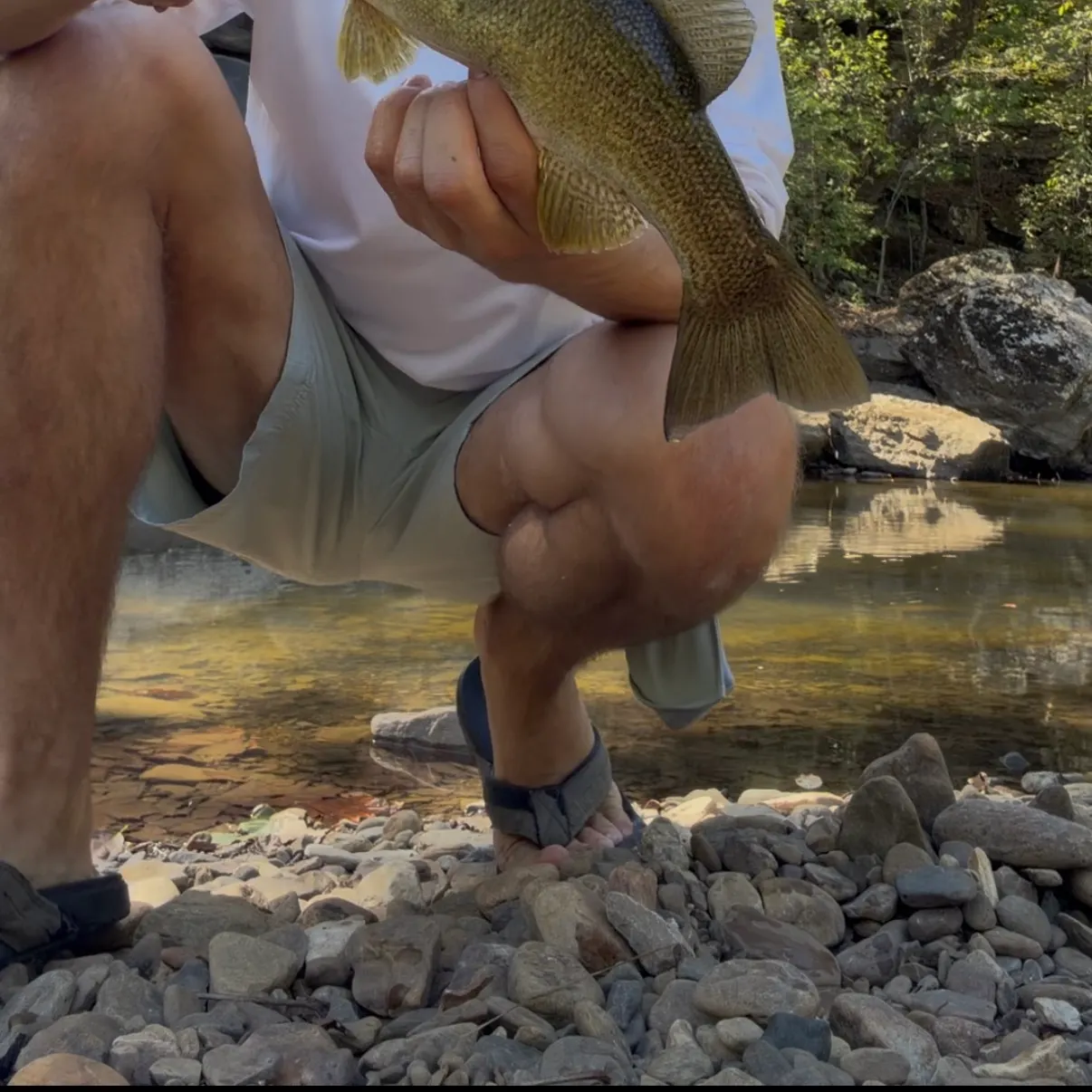 The most recent Neosho bass catches on Fishbrain