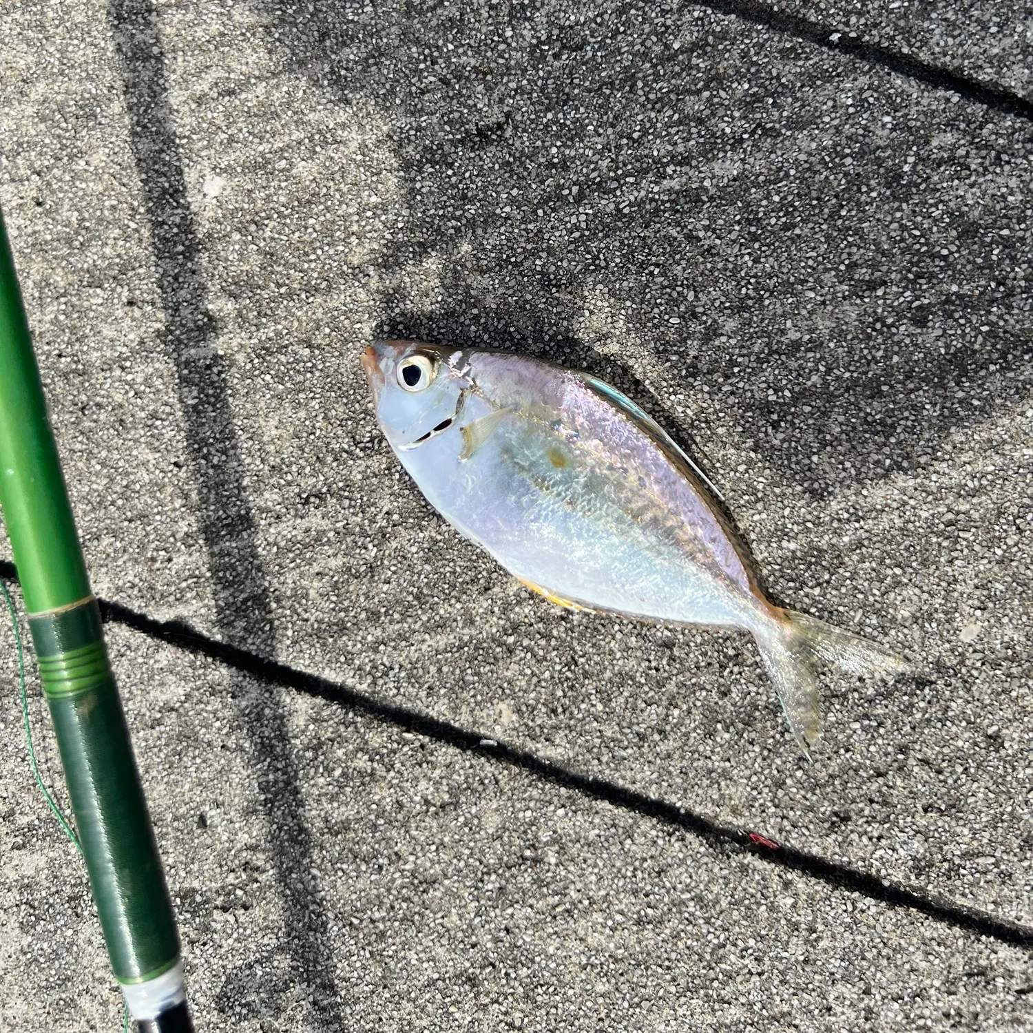 The most recent Whipfin ponyfish catches on Fishbrain