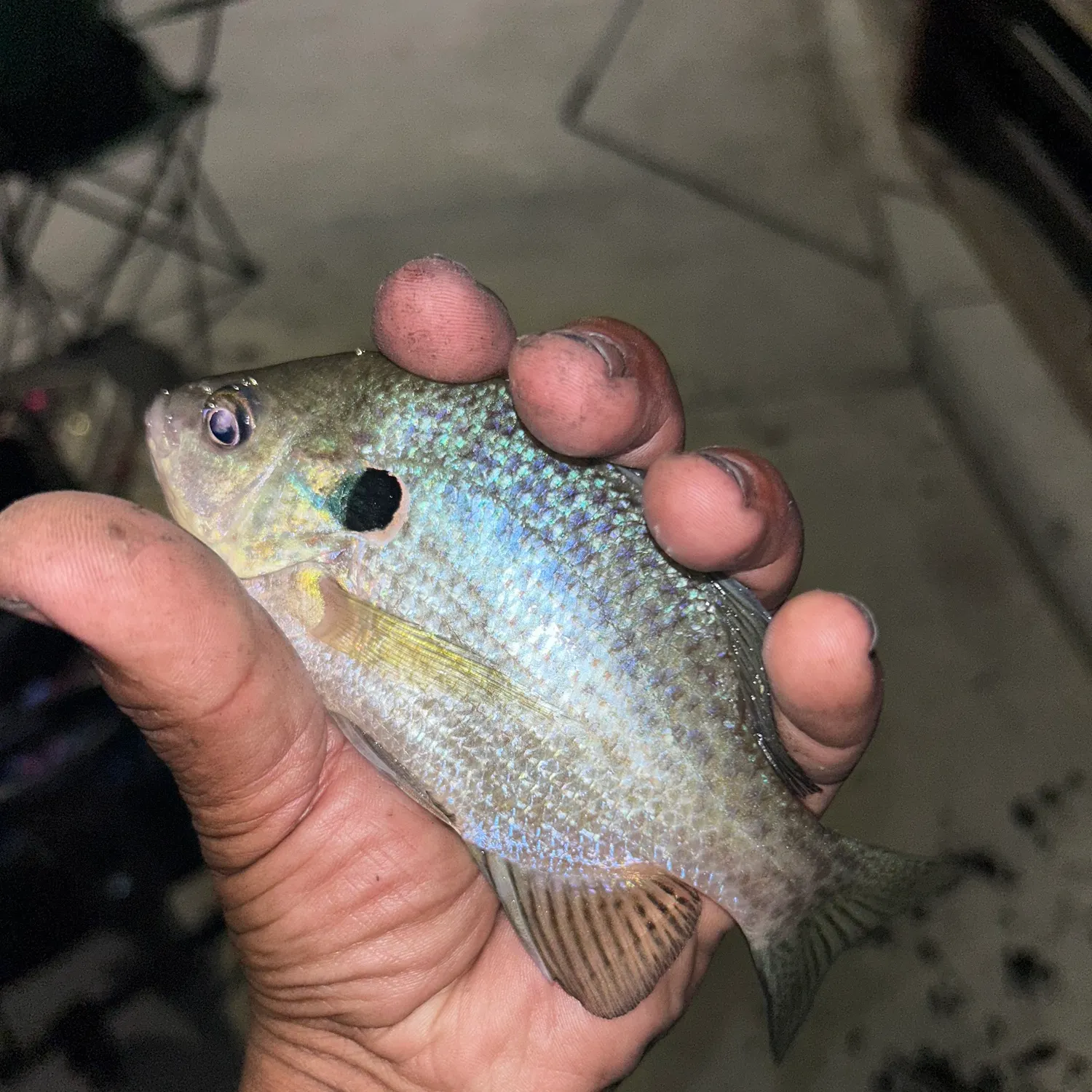 Redear sunfish caught on Fishbrain