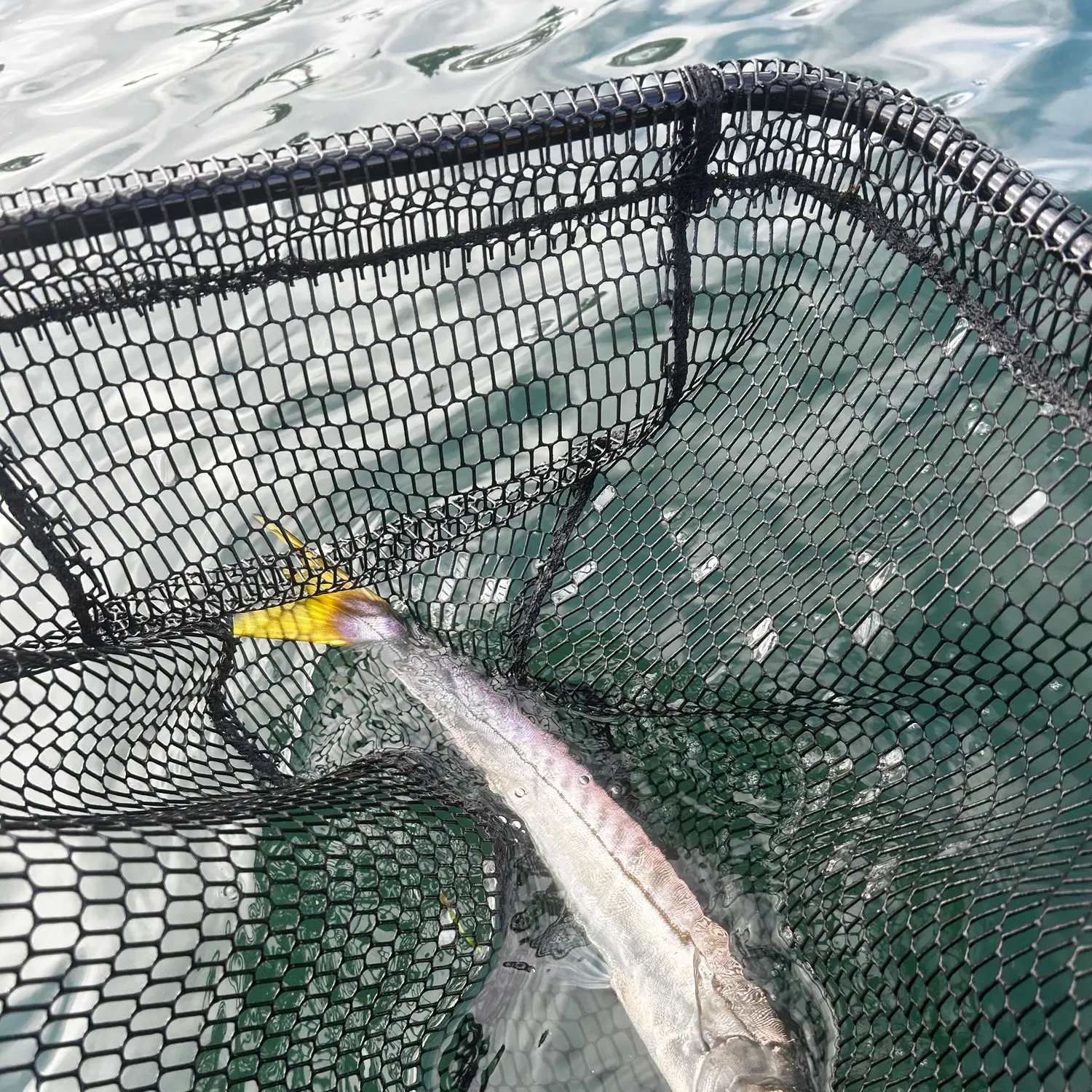 The most recent Yellowtail barracuda catches on Fishbrain