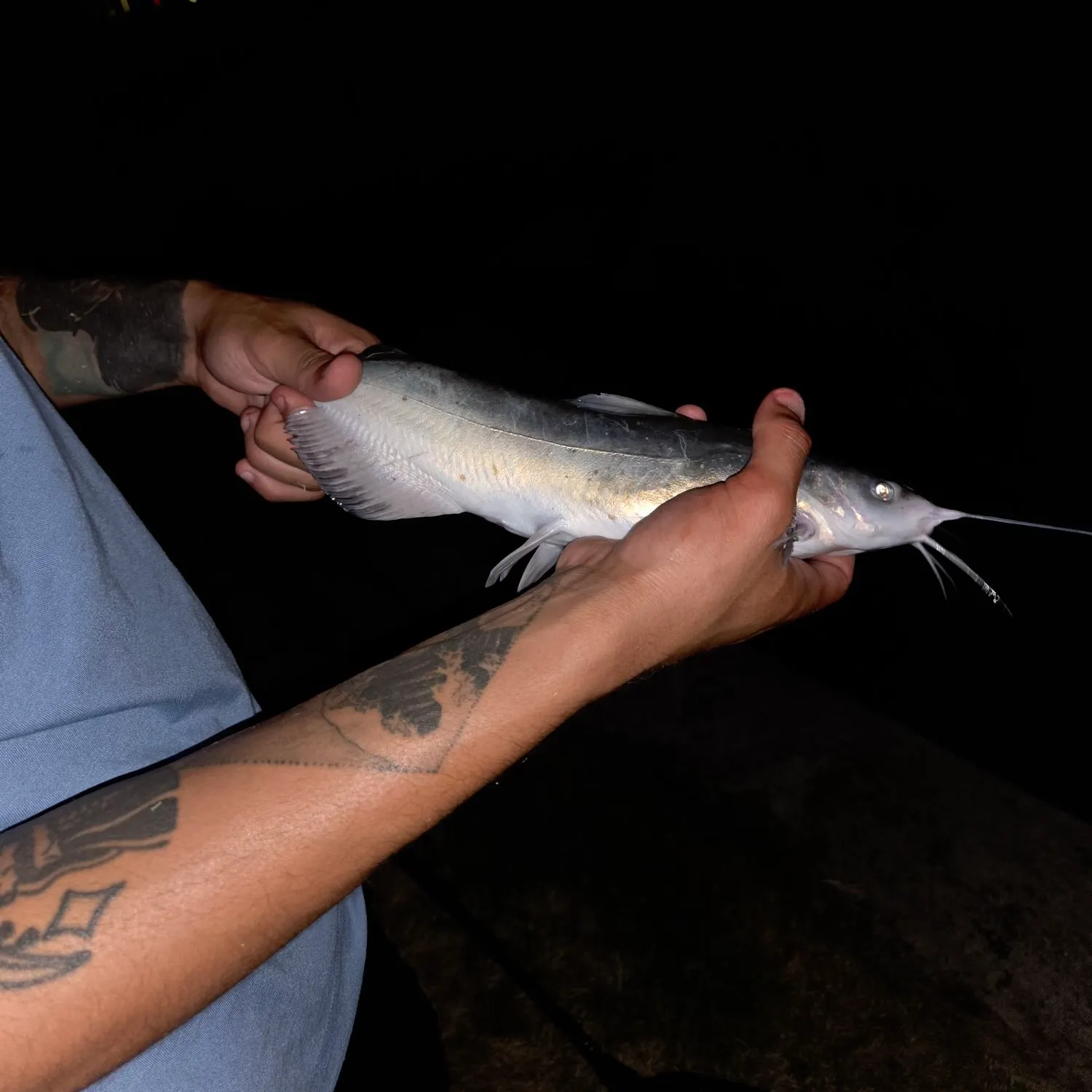 Channel catfish caught on Fishbrain