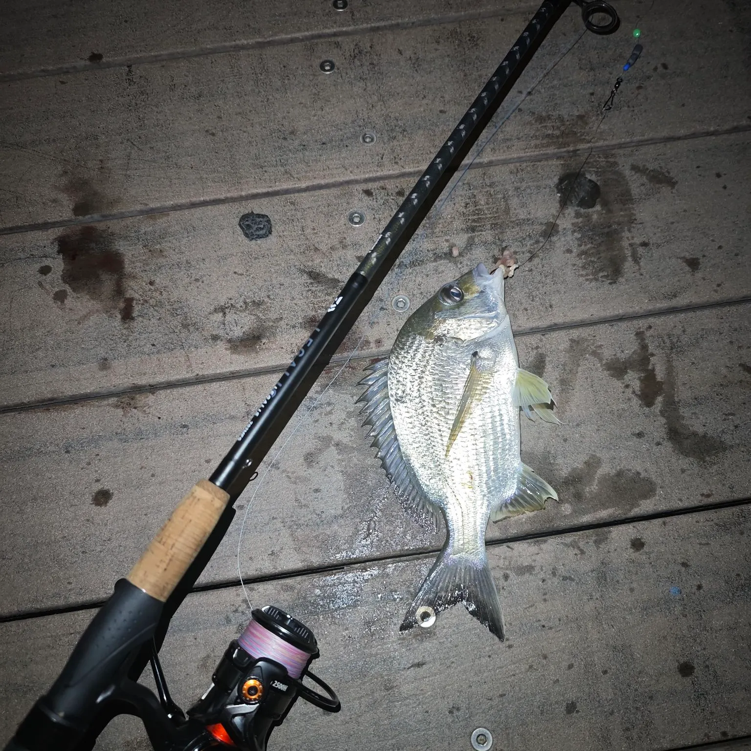 The most recent Surf bream catches on Fishbrain