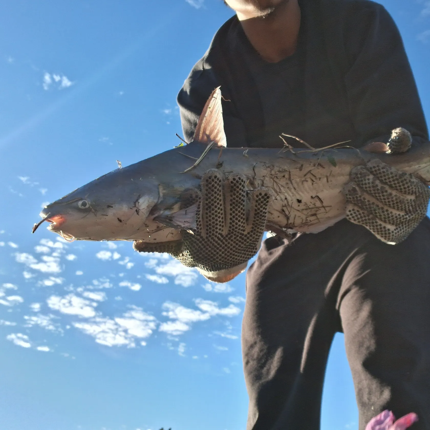 Blue catfish caught on Fishbrain
