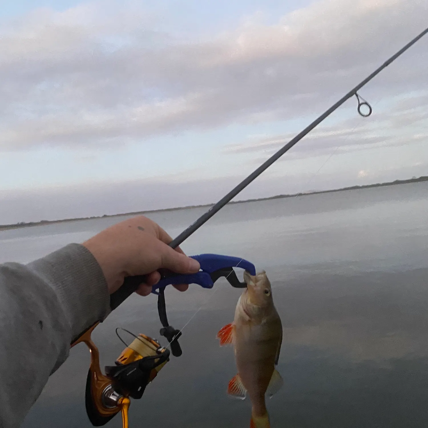 The most recent European perch catches on Fishbrain