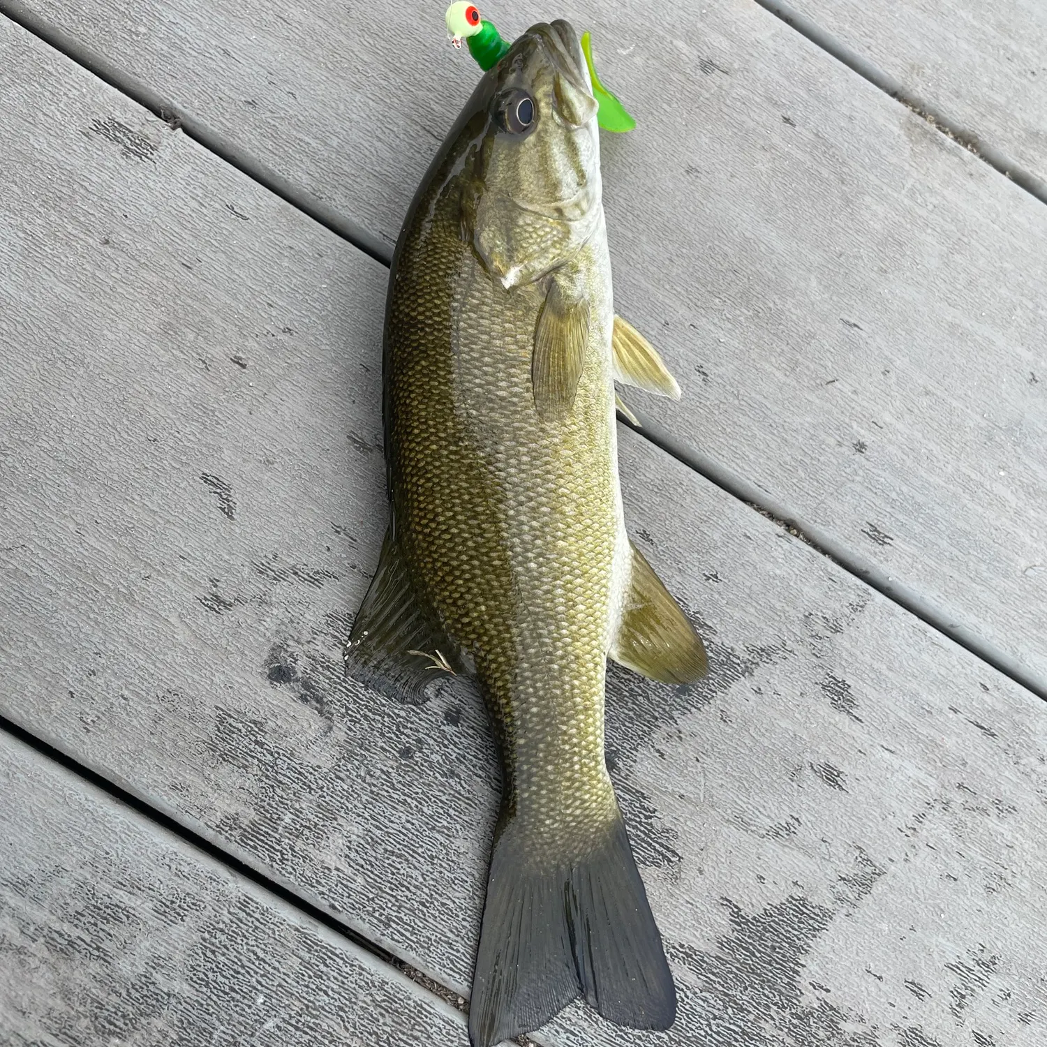 Smallmouth bass caught on Fishbrain