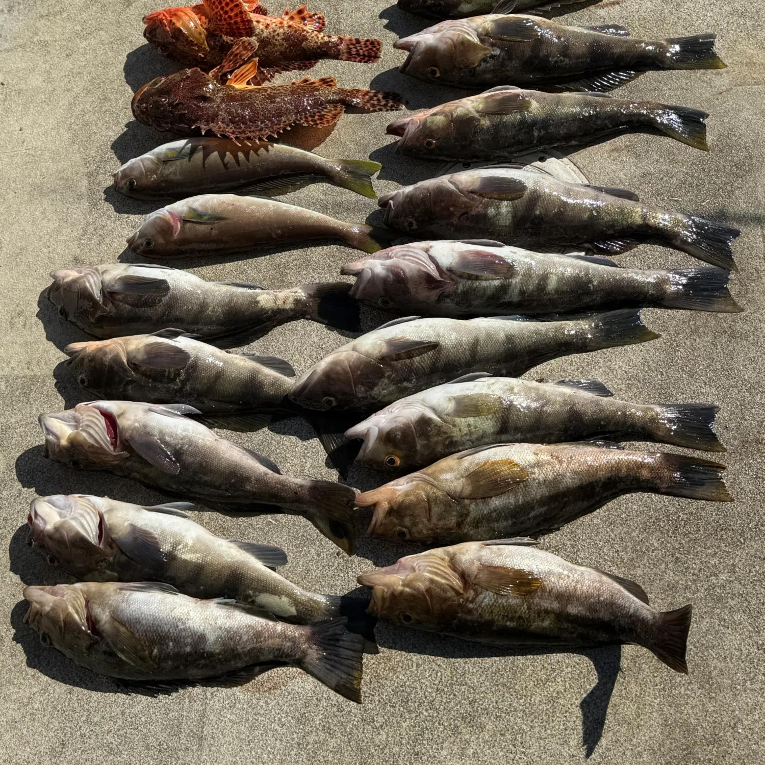 recently logged catches