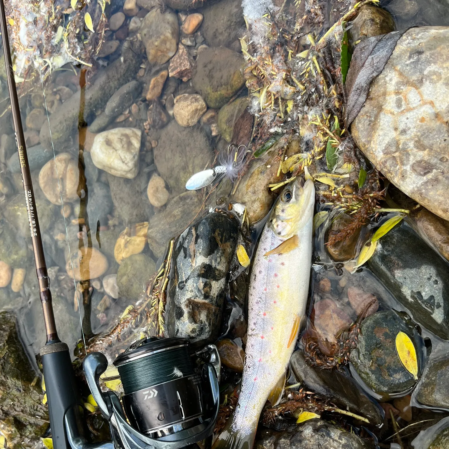 recently logged catches
