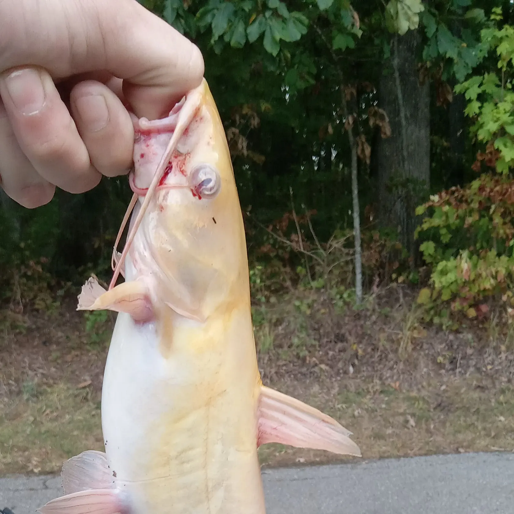 Channel catfish caught on Fishbrain