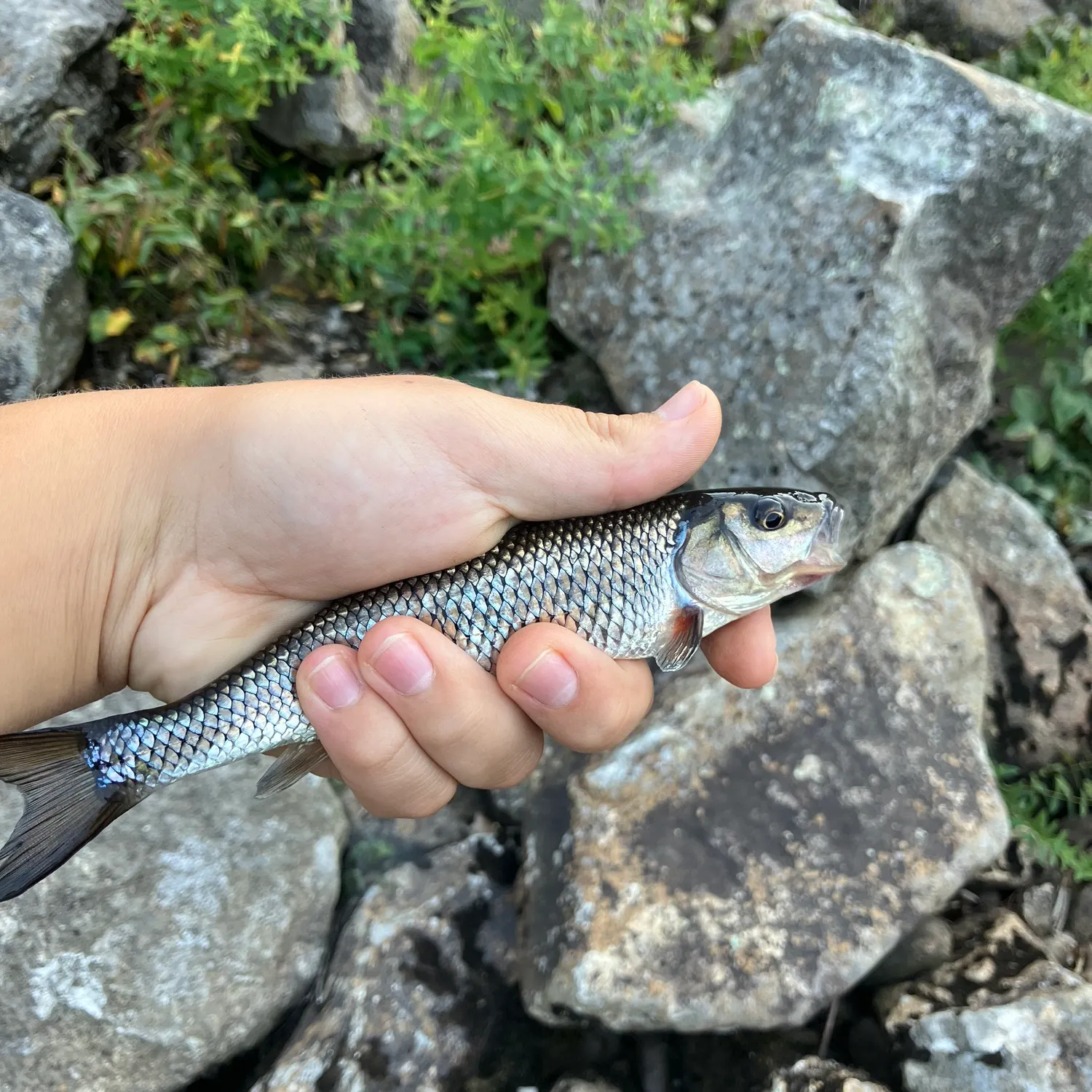 Fallfish caught on Fishbrain