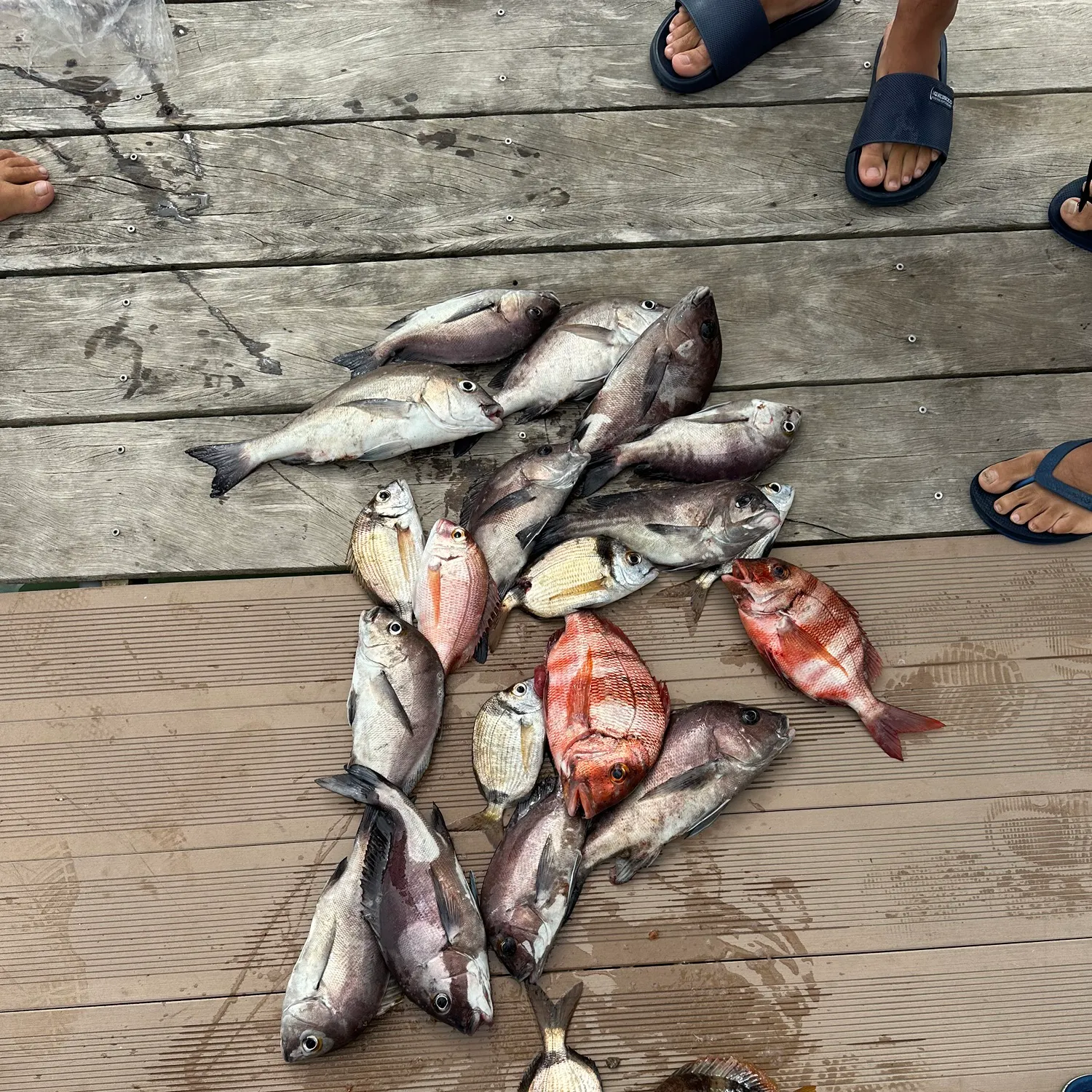recently logged catches