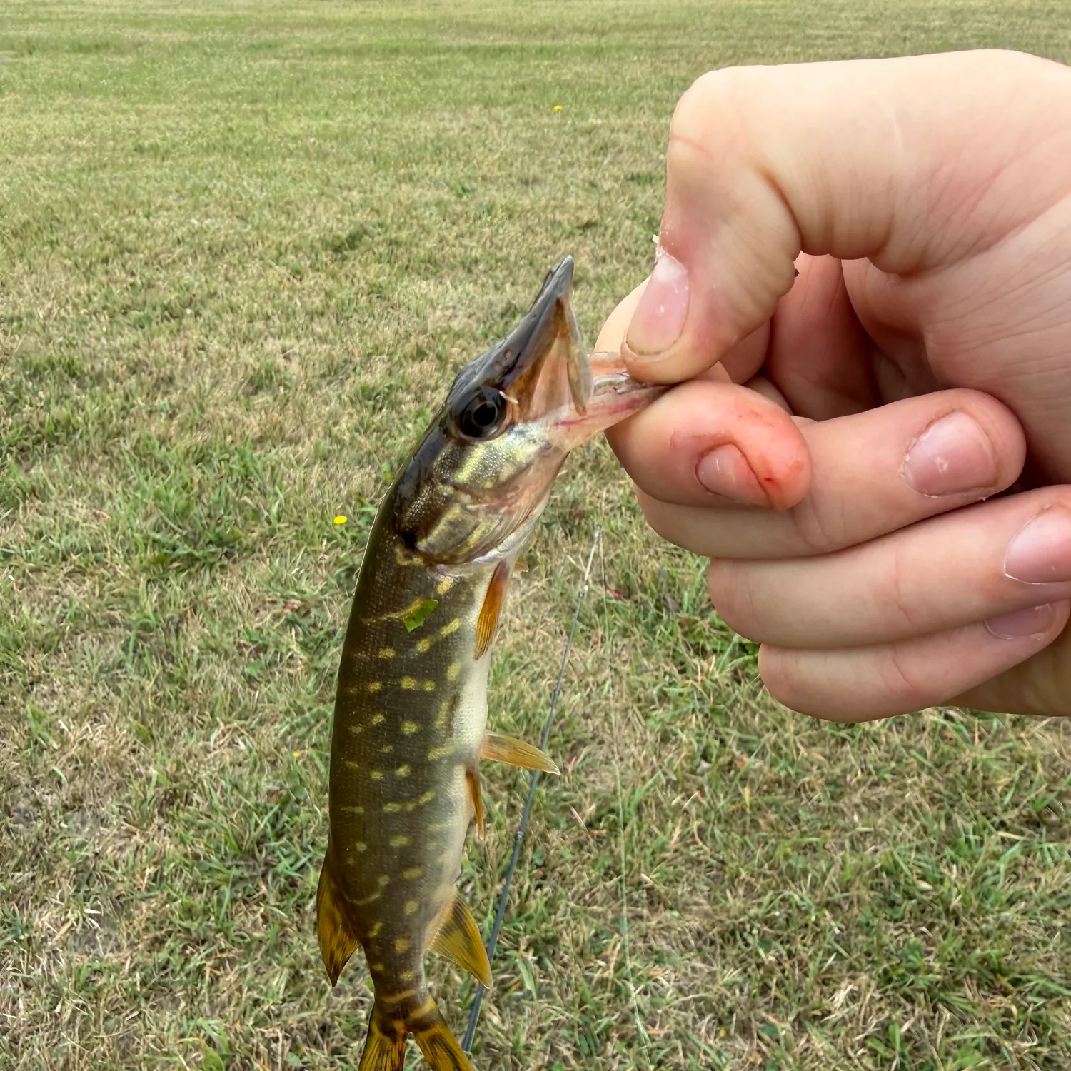 Northern pike caught on Fishbrain