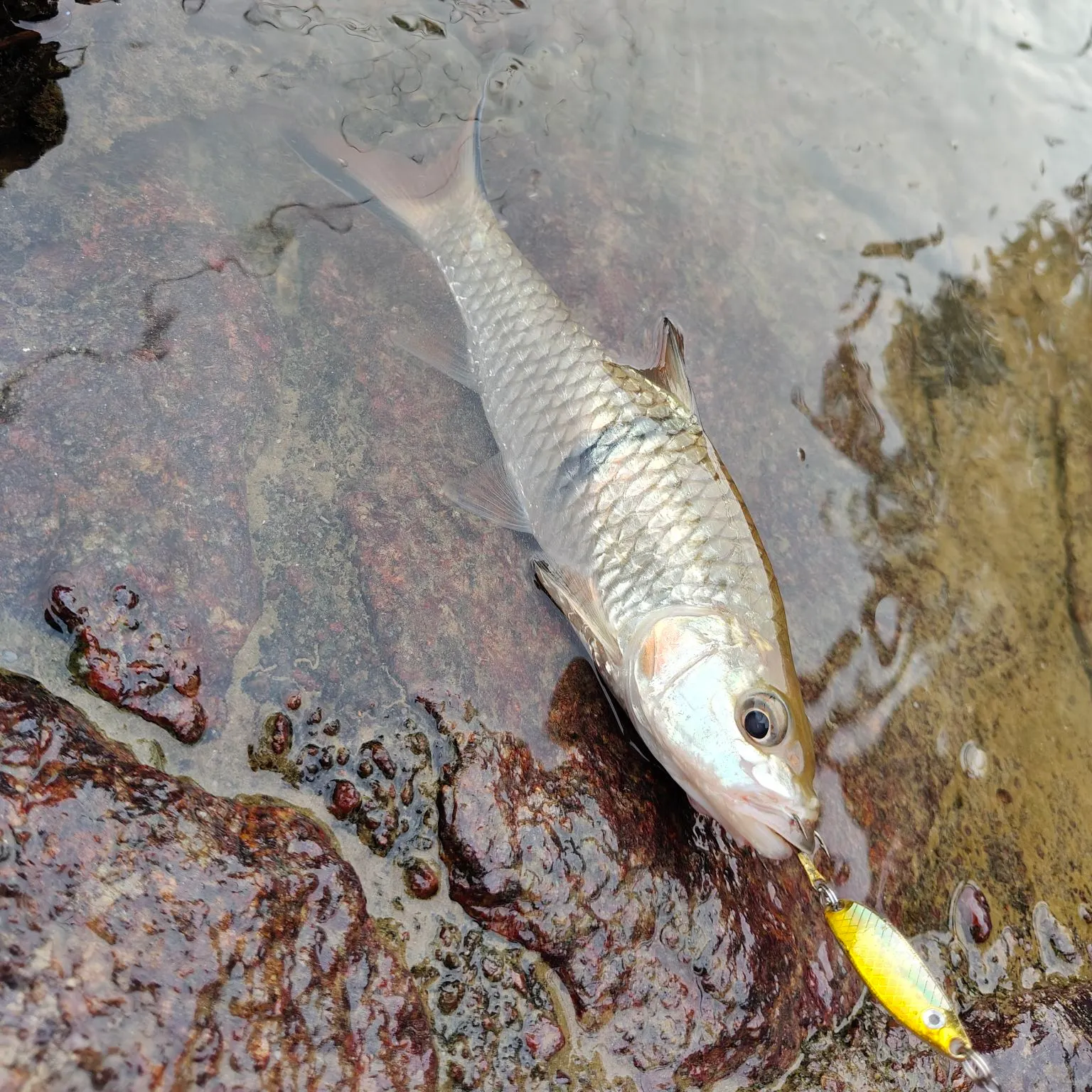 The most recent Hampala barb catches on Fishbrain