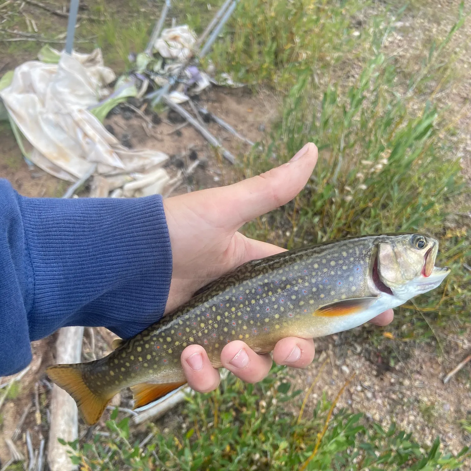 Brook trout caught on Fishbrain