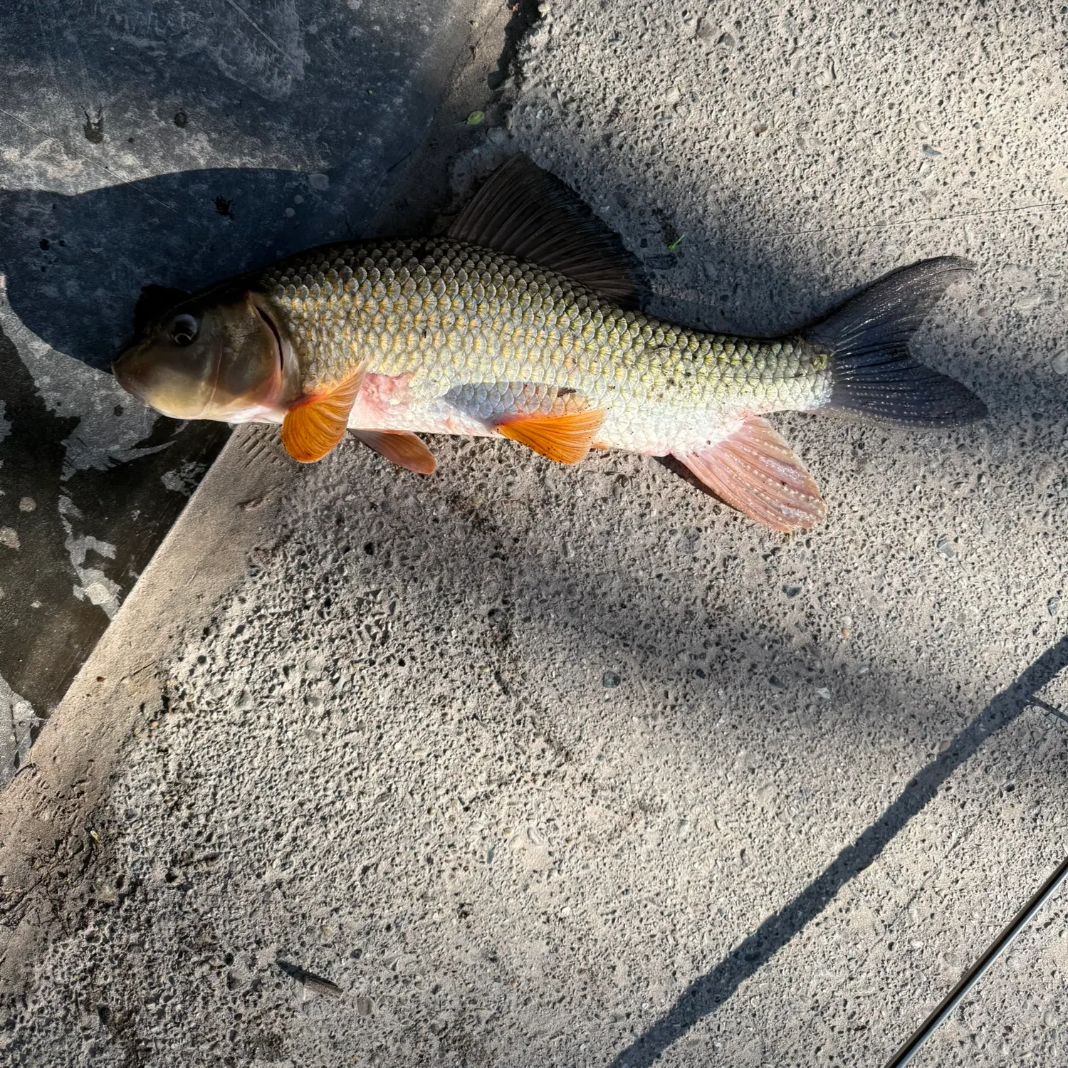 The most recent Silver redhorse catches on Fishbrain