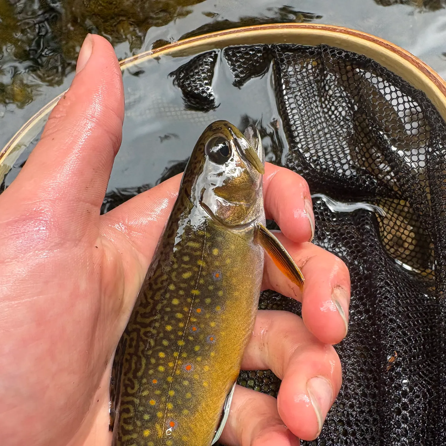 Brook trout caught on Fishbrain