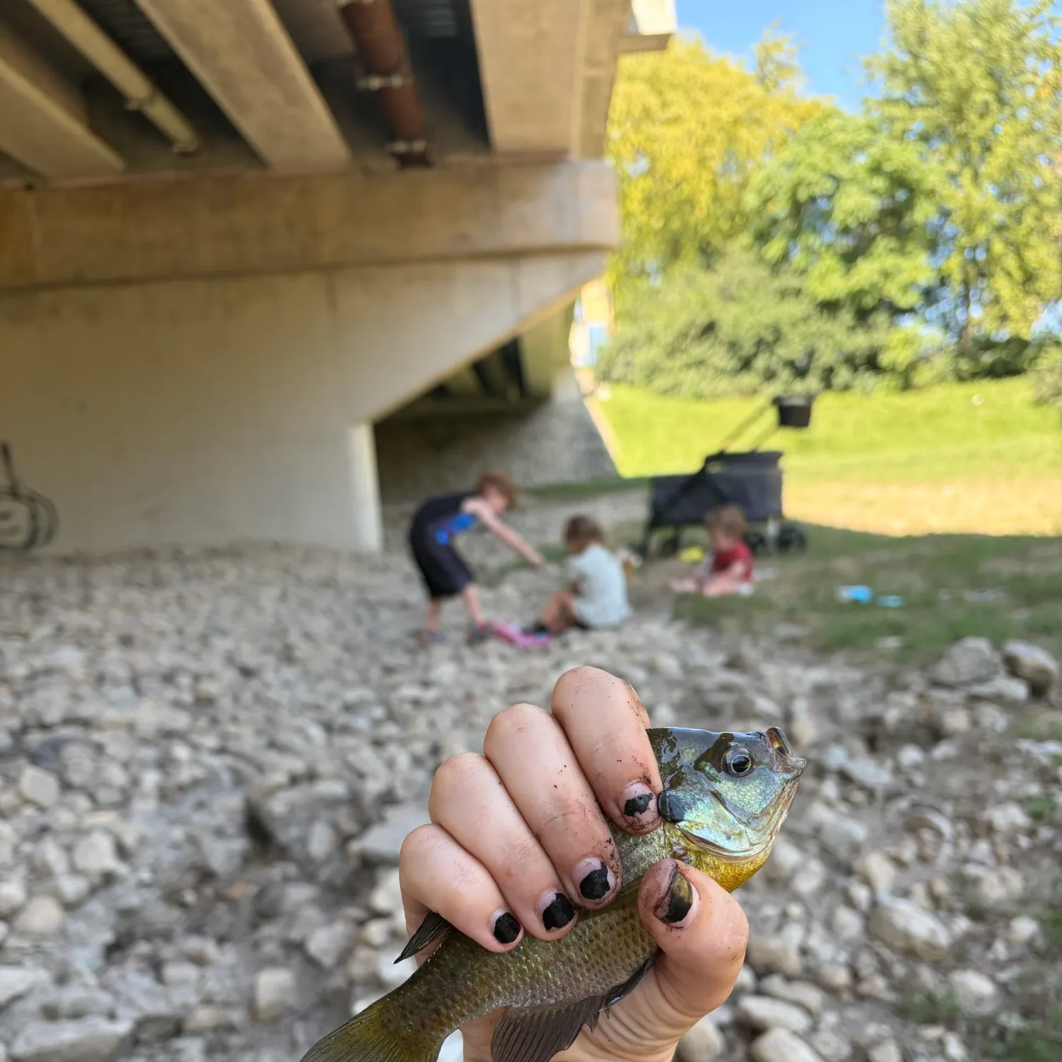 Bluegill caught on Fishbrain