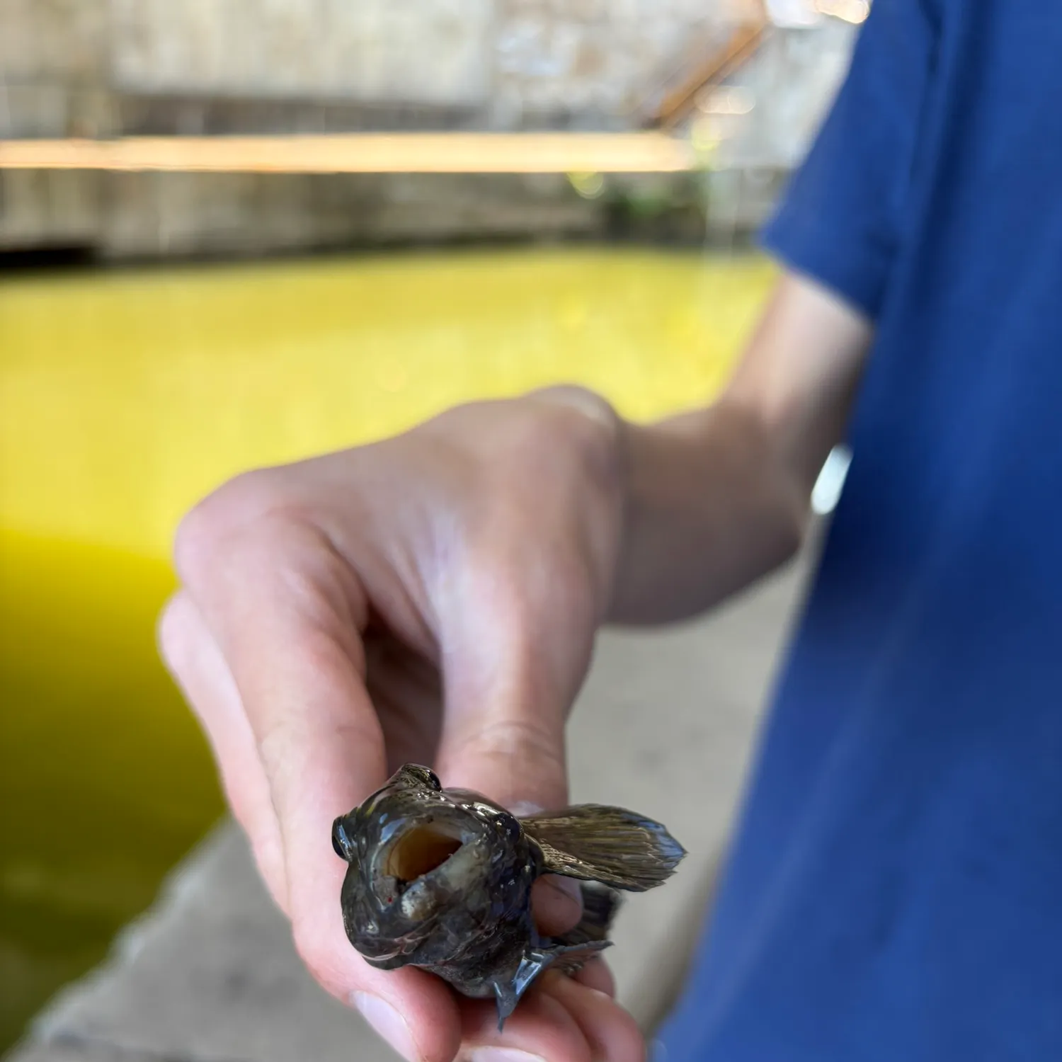 Round goby caught on Fishbrain
