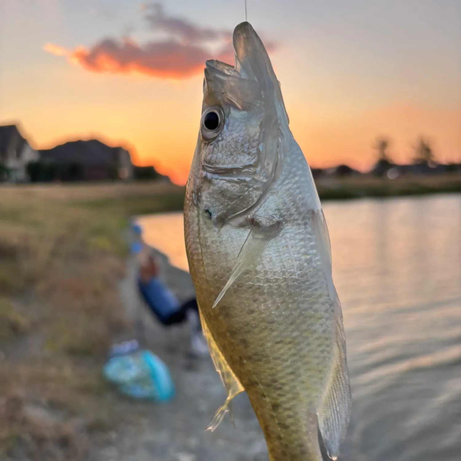 White crappie caught on Fishbrain