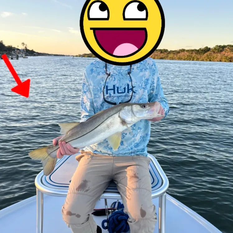 Common snook caught on Fishbrain