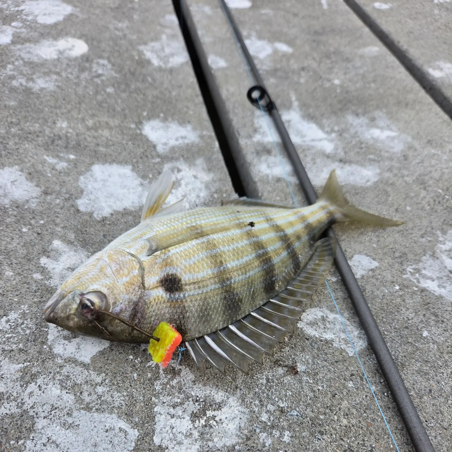 Pinfish caught on Fishbrain