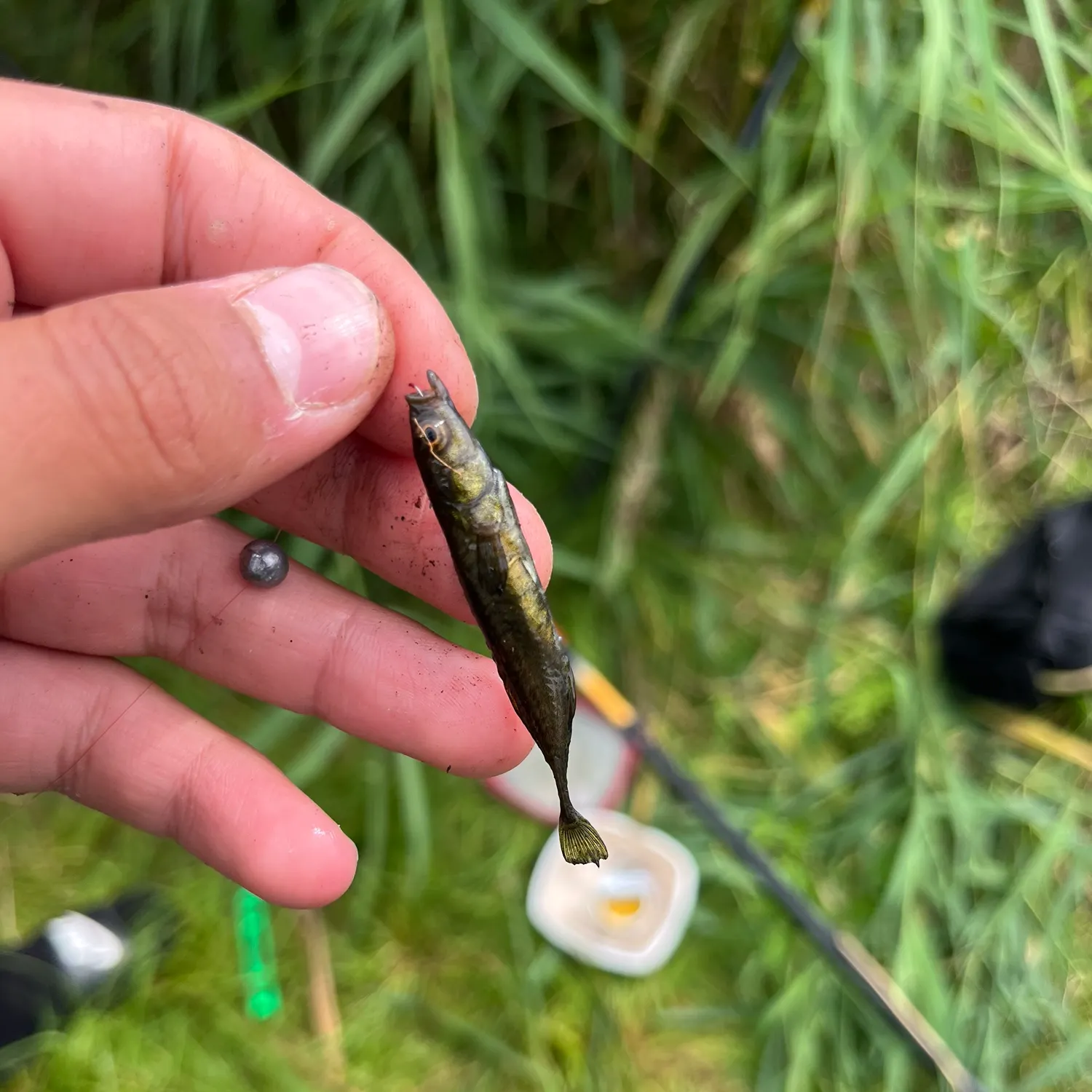 The most recent Ninespine stickleback catches on Fishbrain