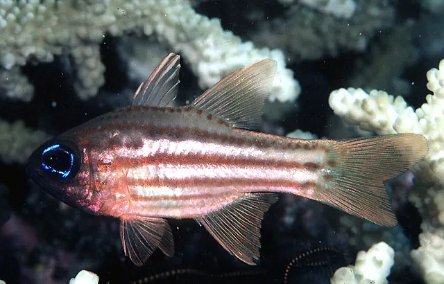 Ochre-striped cardinalfish