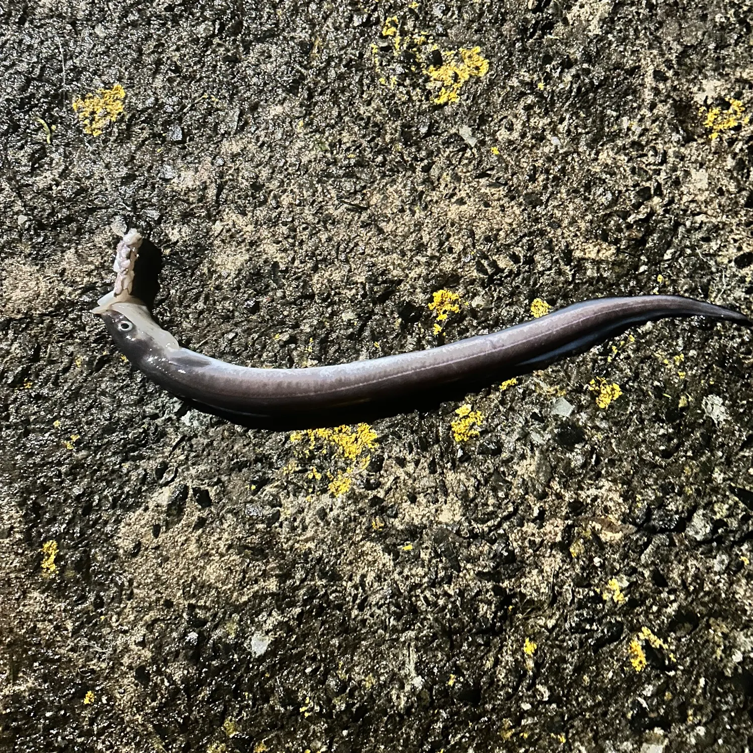 The most recent European conger catches on Fishbrain