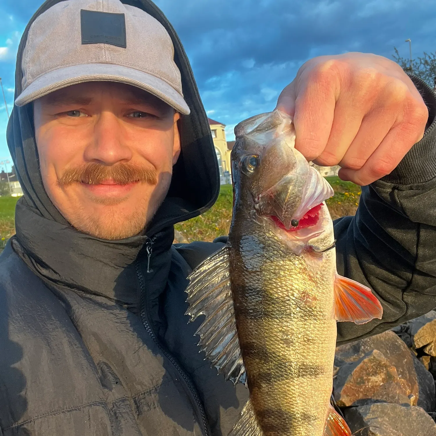The most recent European perch catches on Fishbrain