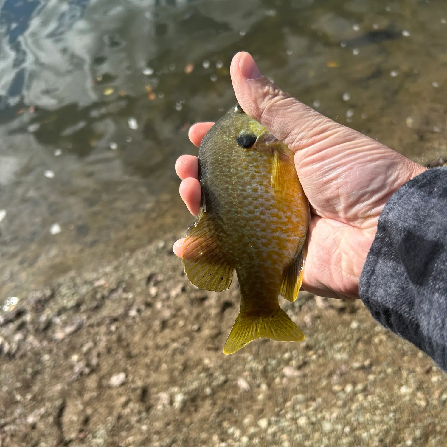 Greengill hybrid caught on Fishbrain