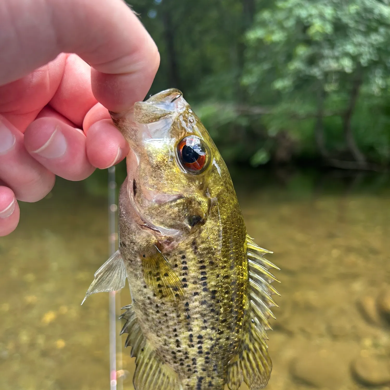 The most recent Shadow bass catches on Fishbrain
