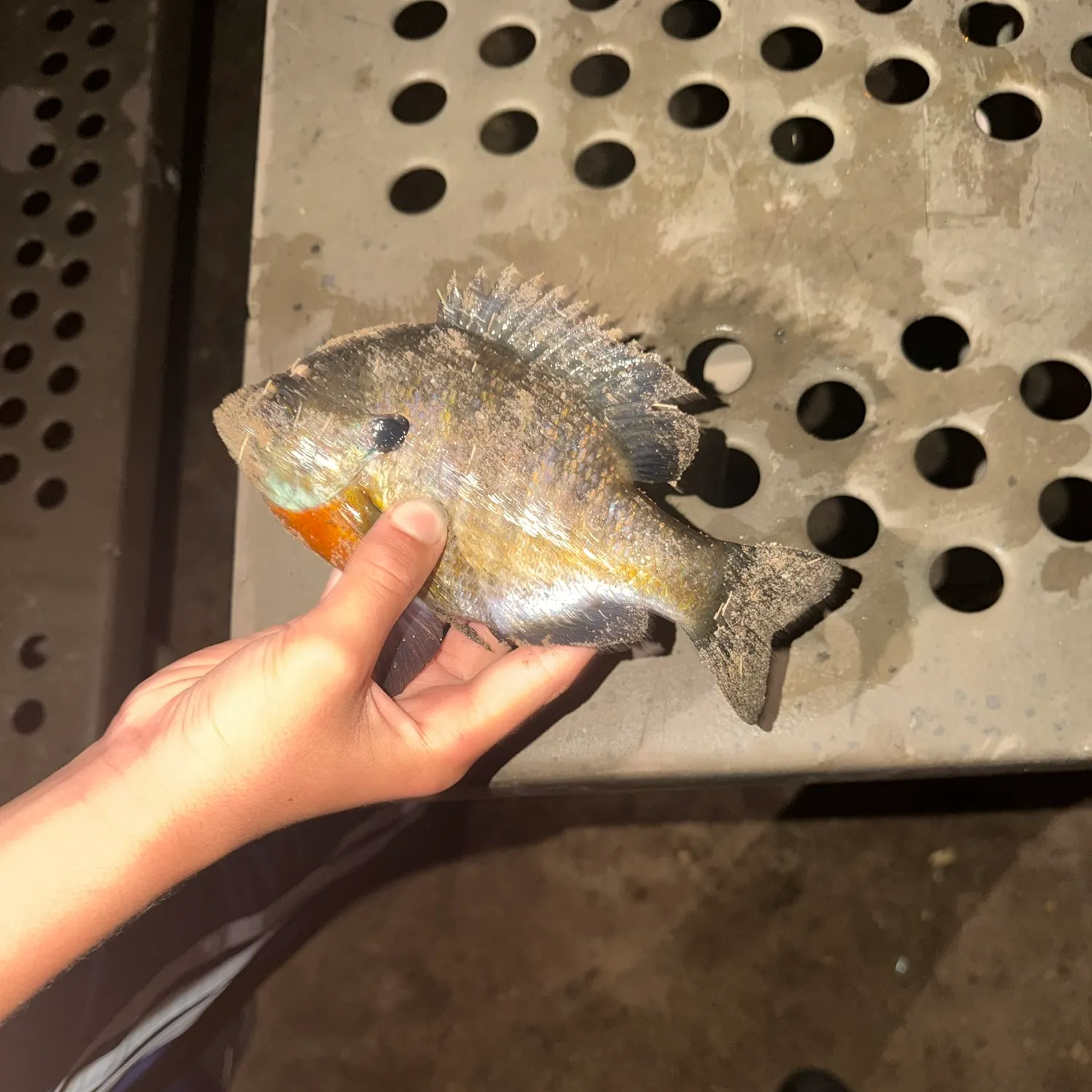 Bluegill caught on Fishbrain