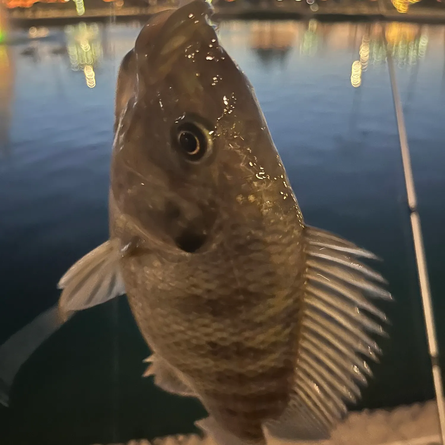 Nile tilapia caught on Fishbrain