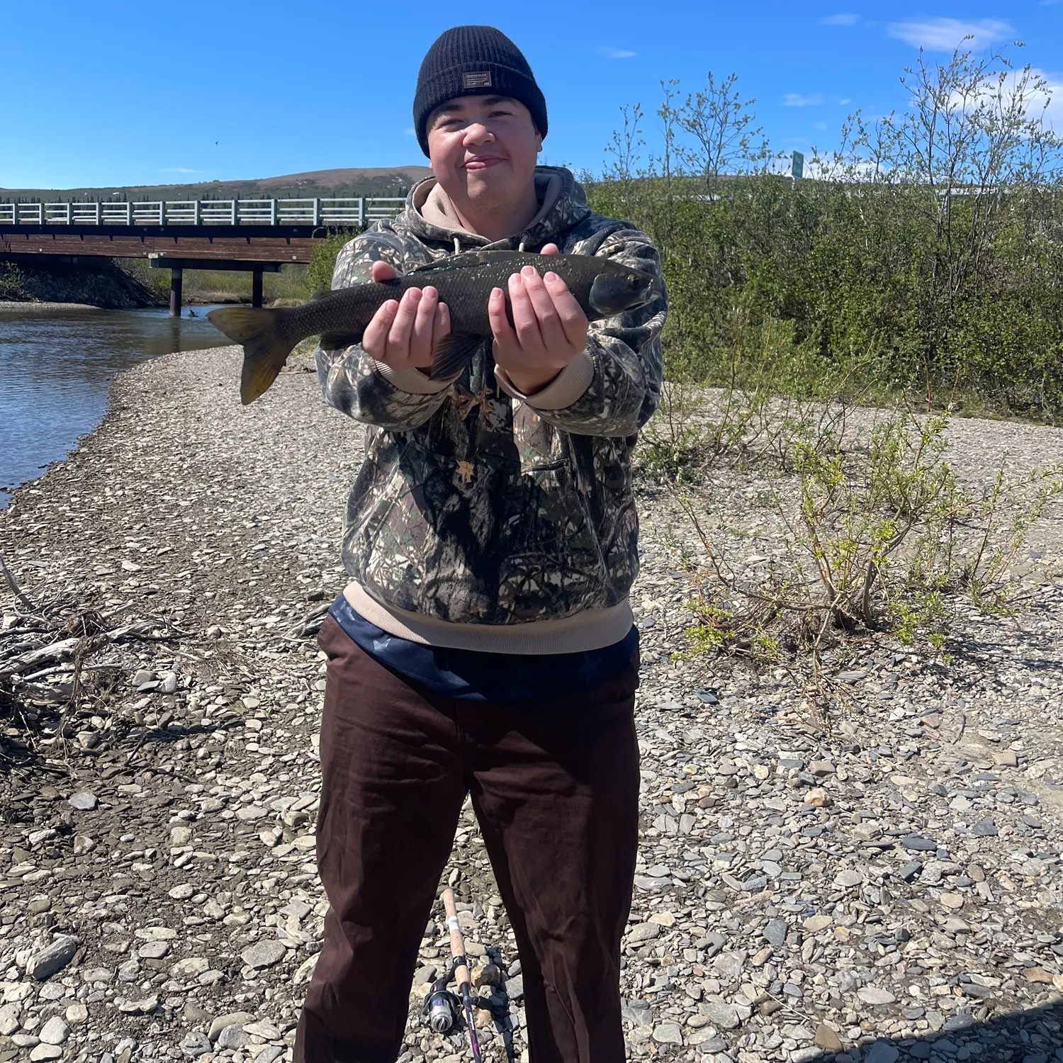 Arctic grayling caught on Fishbrain