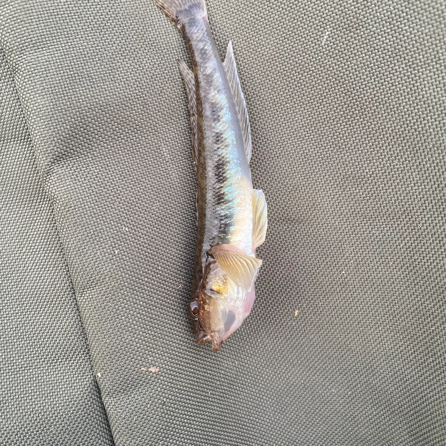 Round goby caught on Fishbrain