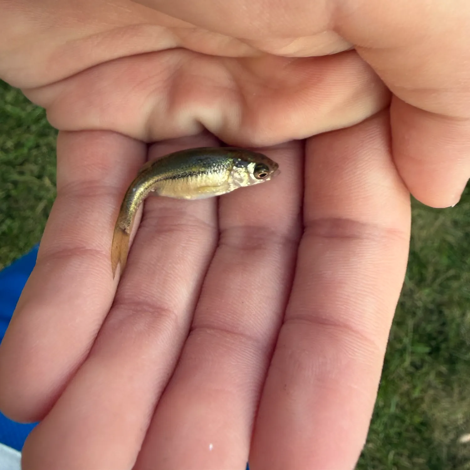 The most recent Barred minnow catches on Fishbrain