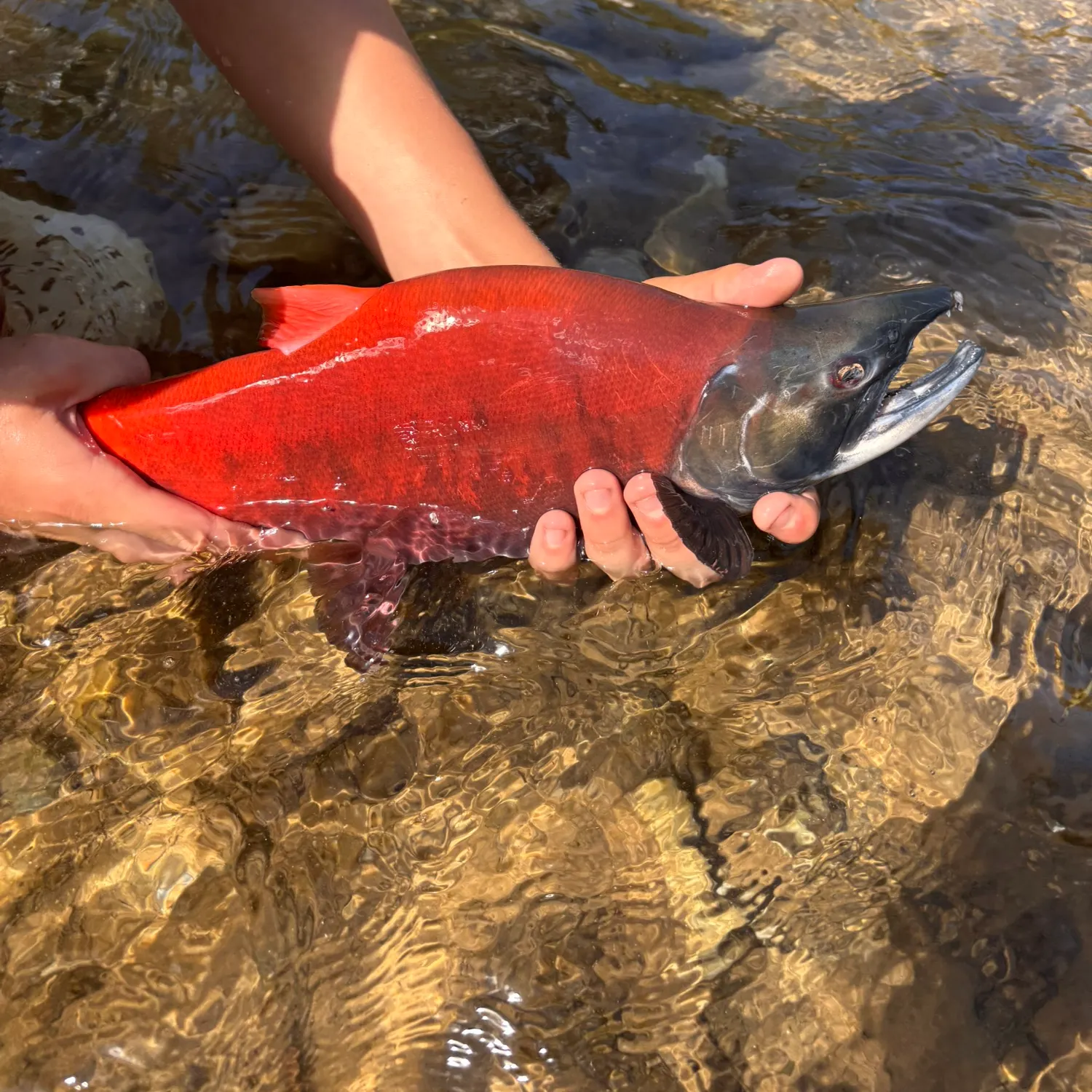 Kokanee salmon caught on Fishbrain