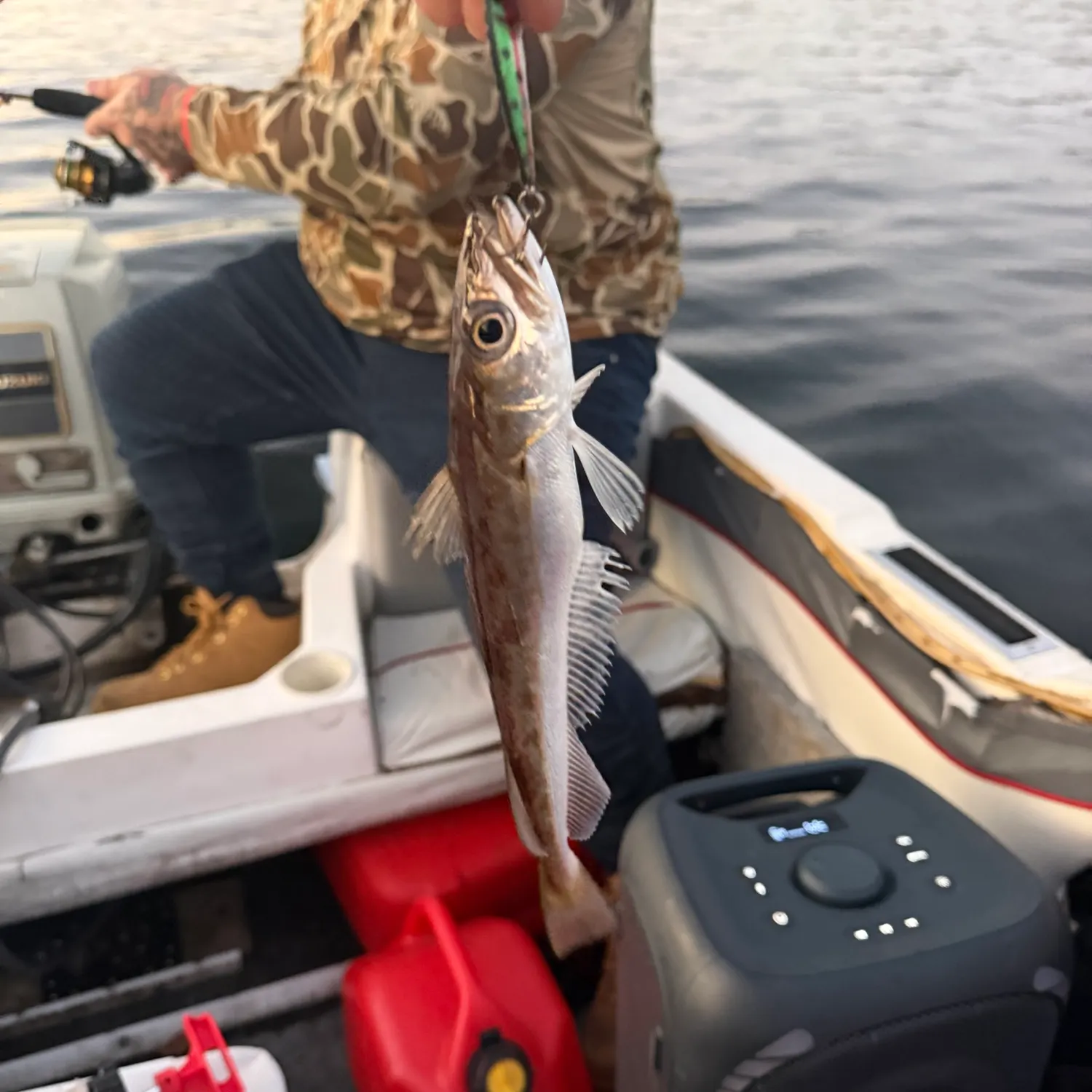 The most recent Silver hake catches on Fishbrain